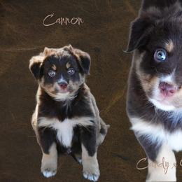 Cannon - Red tri-color male Australian Shepherd puppy in Ranger, Texas from Outback Mini Aussies