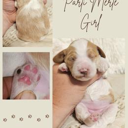 Red Merle Parti Girl - Merle female Cockapoo puppy in Stayton, Oregon from MoSa Ranch Cockapoos
