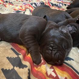 Heath (black collar) - Chocolate male Labrador Retriever puppy in Bandera, Texas from The Sugar & Spice Ranch Labrador Retrievers