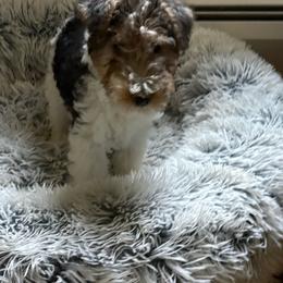 Boy 1 - White black and tan male Wire Fox Terrier puppy in Acton, Massachusetts from Far Echo Fox Terriers