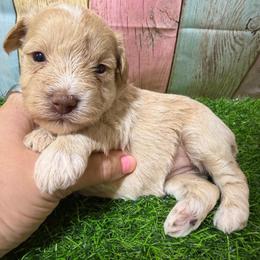 Goldie - Wheaten female Miniature Schnauzer puppy in Lufkin, Texas from C&K’s Schnauzer House
