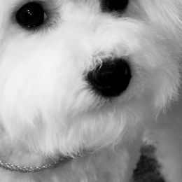 NO SHIPPING!!! Harley - Bichon Frise puppy from Barb's Bichons Bichonfrise.ws