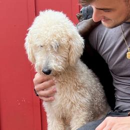 Daisy - Goldendoodle