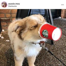 Australian Shepherd Puppies from Frying Pan Ranch Australian Shepherds