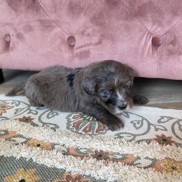 Bernedoodle, Cavapoo, and Goldendoodle Puppies from Doodle Amore