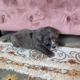 Bernedoodle, Cavapoo, and Goldendoodle Puppies from Doodle Amore