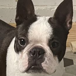 Maggie - Boston Terrier