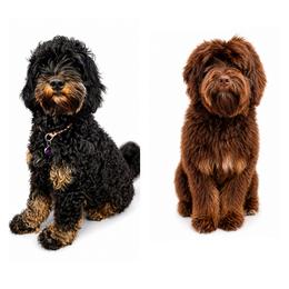 Boy 2 - Black male Australian Labradoodle puppy in Florence, New Jersey from Royal Manor Labradoodles