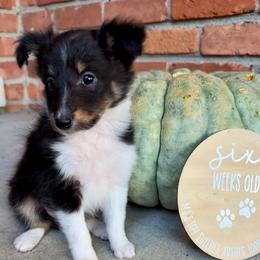 CHIP - Black white and tan male Shetland Sheepdog puppy in Livonia, Michigan from M7’s Shelties, Toonies & AussieDoodles