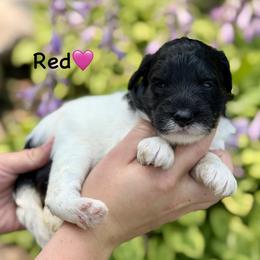 Red - Black tri-color female Aussiedoodle puppy in Lancaster, Minnesota from Finney Ranch