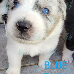 Boy 1 - Blue merle Australian Shepherd puppy in Bakersfield, California from Sager Wiggle Butt Aussies
