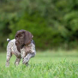 German Shorthaired Pointer and Vizsla Puppies from Nosam Kennels