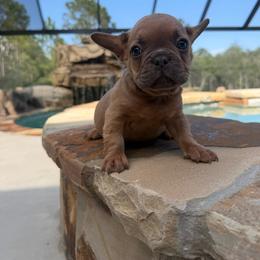 River - Blue fawn male French Bulldog puppy in Saucier, Mississippi from Mississippi Sound Frenchies