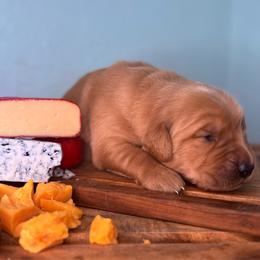 Asiago - Dark golden male Golden Retriever puppy in Eustis, Florida from Earley Goldens