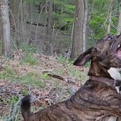 Mountain Curs from Mountaineer Mountain Curs