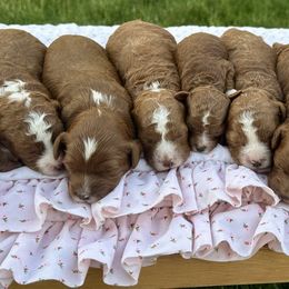 Goldendoodle puppies from Doodle Babys