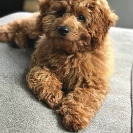 Bernedoodle and Goldendoodle All Grown Up from Kimberlee’s Kennels