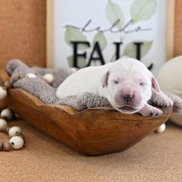 Golden Retriever Puppies from Lovasi Goldens