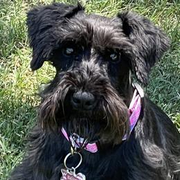 Bailey - Miniature Schnauzer