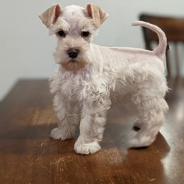Aussiedoodle and Miniature Schnauzer Puppies from Cedar Creek Ranch