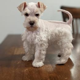 Aussiedoodle and Miniature Schnauzer Puppies from Cedar Creek Ranch