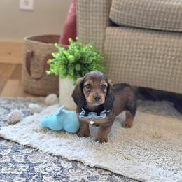 AKC Meet Jack :) - Sable male Dachshund puppy in Centerville, Iowa from Barnyard Dachshunds, Dals & Doodles
