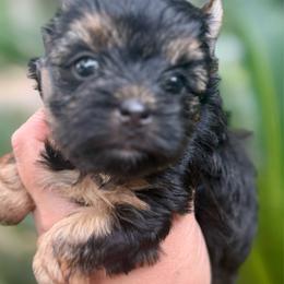 Deina - Black and tan female Yorkshire Terrier puppy in Tangipahoa County, Louisiana from Riche’ Louisiana Yorkies