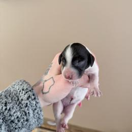 Tri pie - Piebald female Dachshund puppy in Madison, Wisconsin from SK Miniature   Dachshunds
