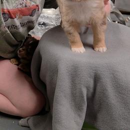 Garvey - Staying Here - Red merle male Miniature American Shepherd puppy in Leonard, Texas from Tin Roof Aussies
