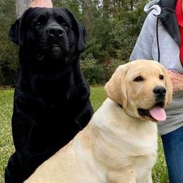 Labrador Retrievers from Chestnut Hills Labradors