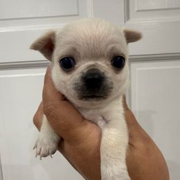 Viserys - Cream male Chihuahua puppy in Fort Myers, Florida from Gulfshore Chihuahuas