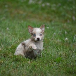 Charolais - Red merle Australian Shepherd puppy in Fairmont, West Virginia from Country Roads Australian Shepherds
