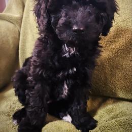 Celine - Black and white female Cavapoo puppy in Alachua, Florida from Song Paws