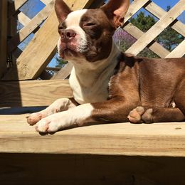 Boston Terrier All Grown Up from Them Boys Game Farm