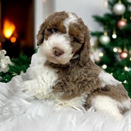Copper is one charming fella - Red merle male Aussiedoodle puppy in Clarkston, Washington from Doodle & poodle palace