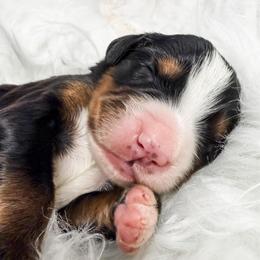 White - Black rust and white female Bernese Mountain Dog puppy in Marne, Michigan from MI Doodles
