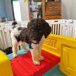 Dawn - Parti female Goldendoodle puppy in Montgomery, Texas from Dacus Doodles