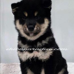 Akiko - Black and tan male Shiba Inu puppy in Tualatin, Oregon from Shiba Paradise