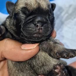 Boy 1 - Fawn male Pug puppy in Gadsden, Alabama from Carla's Pugs