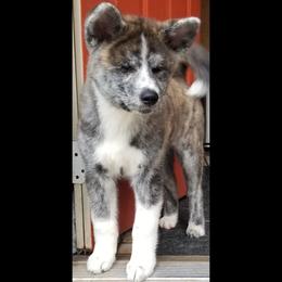 Japanese Akitainu Puppies from Four Seasons Akita (Shikisou)