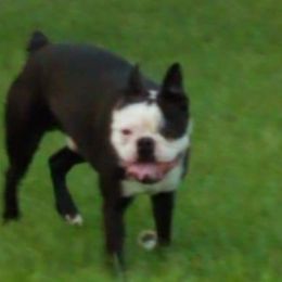 Mo - Boston Terrier