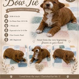 Bow Tie - Red  male Poodle puppy in Grass Valley, California from Sapphire Ridge Poodles