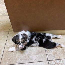 Orion - Blue merle male Australian Shepherd puppy in Friendswood, Texas from 3M Australian Sheperds