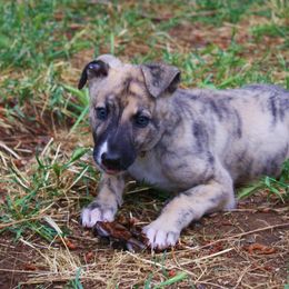 Greyhound Puppies from Stout-Hearted Hounds