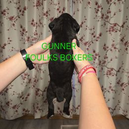 Gunner - Brindle male Boxer puppy in Mount Zion, Illinois from Foulk's Boxer Puppies