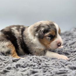 Turner - Blue merle male Australian Shepherd puppy in Jameson, Missouri from Sky Creek