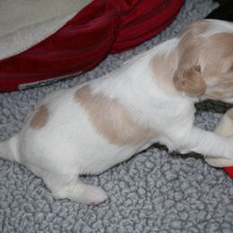 Australian Labradoodle Puppies from Windsor Creek Labradoodles