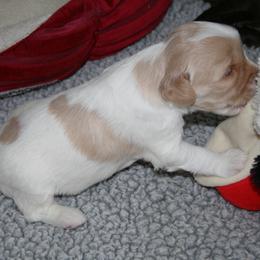Australian Labradoodle Puppies from Windsor Creek Labradoodles