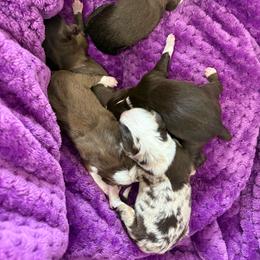 Miniature Australian Shepherd puppies from High Mountain Aussies