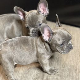 French Bulldog Puppies from Frnchi Faerie